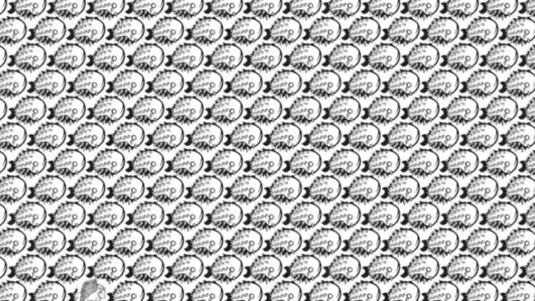 Can You Find the Porcupine Among the Fishes in 10 Seconds? Explanation and Solution to the Optical Illusion