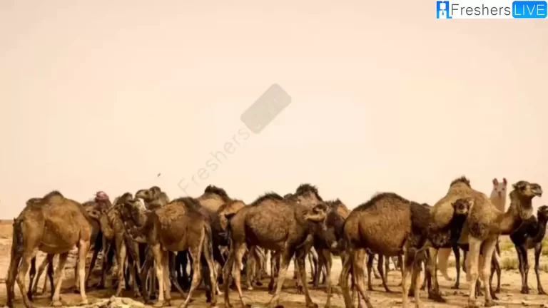 Only A Human With 360 Vision Can Spot the Llama Among These Camels In This Image?