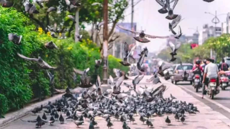 Optical Illusion Crow Search: Can You Spot the Hidden Crow in 12 Seconds?